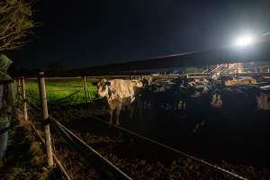 Cows in holding pens - Captured at Ralphs Meat Co, Seymour VIC Australia.