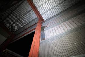 Investigator installs hidden camera over race - Captured at Ralphs Meat Co, Seymour VIC Australia.