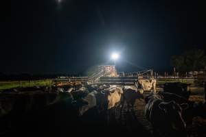 Cows in holding pens - Unloading ramp in the background - Captured at Ralphs Meat Co, Seymour VIC Australia.