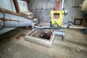 Drain with congealed blood outside kill room - Captured at Ralphs Meat Co, Seymour VIC Australia.