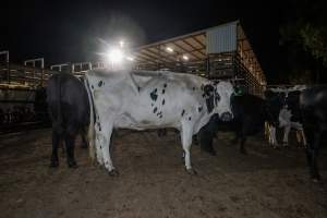 Cows in holding pens - Captured at Ralphs Meat Co, Seymour VIC Australia.