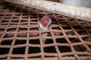 Severed cow horn in grated floor of holding pens - Captured at Ralphs Meat Co, Seymour VIC Australia.