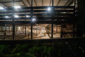 Beneath raised holding pens - Captured at Ralphs Meat Co, Seymour VIC Australia.