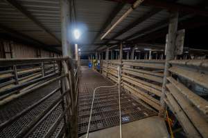 Walkway from holding pens - Captured at Ralphs Meat Co, Seymour VIC Australia.