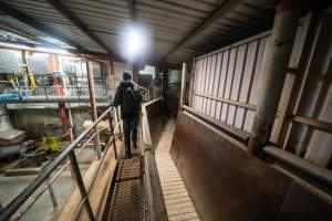 Investigators walk alongside race towards kill room - Captured at Ralphs Meat Co, Seymour VIC Australia.