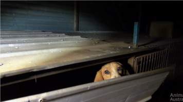 Franny's Story - Images of the dog Franny, rescued by Beagle Rescue Victoria and documented by Animals Australia in 2015
https://animalsaustralia.org/latest-news/franny-beagle-puppy-factory-rescue/