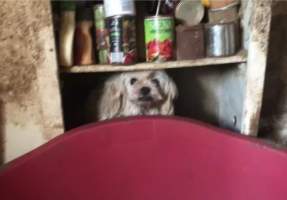 Female dog found inside a puppy farm by investigators from RSPCA South Australia