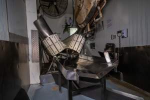 V restraint and sticking table in kill room - Captured at MD Foods Australia, Echuca VIC Australia.