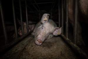 Sow in mating stall - Sows are confined to mating stalls for up to a week while they are artificially inseminated and tested for pregnancy. - Captured at EcoPiggery, Leitchville VIC Australia.