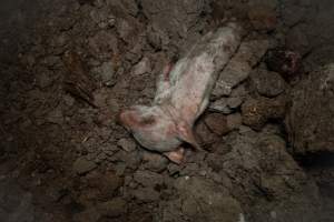 Dead piglet - Many piglets don't survive for longer than a few days or weeks. They are left to decompose on large 'dead piles' - Captured at EcoPiggery, Leitchville VIC Australia.