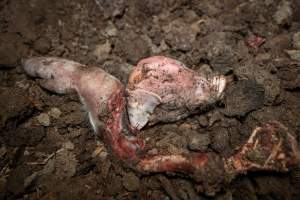 Dead piglet - Many piglets don't survive for longer than a few days or weeks. They are left to decompose on large 'dead piles' - Captured at EcoPiggery, Leitchville VIC Australia.