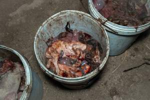 Dead piglets in buckets - Many piglets don't survive for longer than a few days or weeks. Stillborn piglets, runt piglets and those who die from illness, injury or workers are collected in buckets before being dumped. - Captured at EcoPiggery, Leitchville VIC Australia.