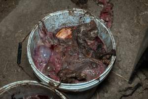 Dead piglets in buckets - Many piglets don't survive for longer than a few days or weeks. Stillborn piglets, runt piglets and those who die from illness, injury or workers are collected in buckets before being dumped. - Captured at EcoPiggery, Leitchville VIC Australia.