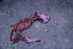 A dead piglet outside the piggery - Many piglets don't survive for longer than a few days or weeks. Stillborn piglets, runt piglets and those who die from illness, injury or workers are collected in buckets before being dumped. These buckets and the piles of dead piglets are often predated on by cats, rats and other animals. - Captured at EcoPiggery, Leitchville VIC Australia.