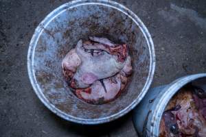 Dead piglets in a bucket - Many piglets don't survive for longer than a few days or weeks. Stillborn piglets, runt piglets and those who die from illness, injury or workers are collected in buckets before being dumped. - Captured at EcoPiggery, Leitchville VIC Australia.