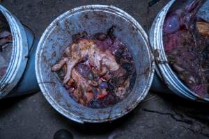 Dead piglets in buckets - Many piglets don't survive for longer than a few days or weeks. Stillborn piglets, runt piglets and those who die from illness, injury or workers are collected in buckets before being dumped. - Captured at EcoPiggery, Leitchville VIC Australia.