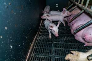 Piglets nursing from a sow in a farrowing crate - Sows are moved to farrowing crates a week before they give birth then confined for up to six weeks while they nurse their piglets. Farrowing crates allow enough room for a sow to stand up, lie down and take one or two small steps forward and backwards, without turning around. - Captured at EcoPiggery, Leitchville VIC Australia.