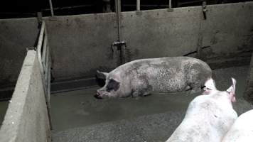 A sow lying in her own waste in group housing - When not confined to mating stalls or farrowing crates, sows are kept in crowded group housing. Many of these pens have no drainage meaning that sows are forced to sleep and eat in a river of their own waste.
- Captured at EcoPiggery, Leitchville VIC Australia.