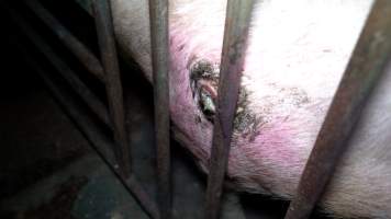 An infected pressure sore - Sows in mating stalls and farrowing crates frequently develop painful pressure sores from lying in the same position for days or weeks at a time. - Captured at EcoPiggery, Leitchville VIC Australia.