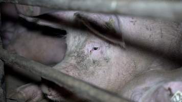 Sow in group housing - When not confined to mating stalls or farrowing crates, sows are kept in crowded group housing. Many of these pens have no drainage meaning that sows are forced to sleep and eat in a river of their own waste. - Captured at EcoPiggery, Leitchville VIC Australia.