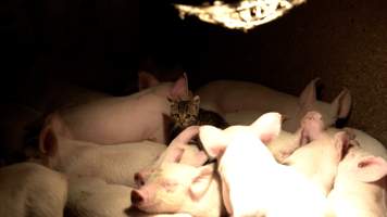 Kitten with weaner piglets - When they are six weeks old, piglets are moved to weaner pens where they will begin to be fattened for slaughter. Weaner and grower pens are breeding grounds for cats, rats and flies and many pigs suffer from painful injuries and infected wounds. Piglets will often huddle together for warmth and comfort. - Captured at EcoPiggery, Leitchville VIC Australia.