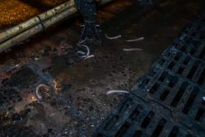 Severed piglet tails on floor of farrowing shed - Captured at EcoPiggery, Leitchville VIC Australia.