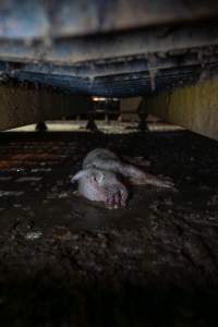 Dead piglet underneath farrowing crate - Captured at EcoPiggery, Leitchville VIC Australia.