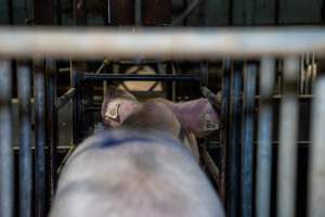 Sow in farrowing crate cage, from behind - Captured at EcoPiggery, Leitchville VIC Australia.