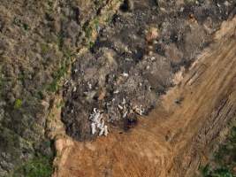 Dead pile at Miandetta Piggery - Aerial view of a dead pile of pigs at Miandetta Piggery. - Captured at Miandetta Piggery, Junabee QLD Australia.