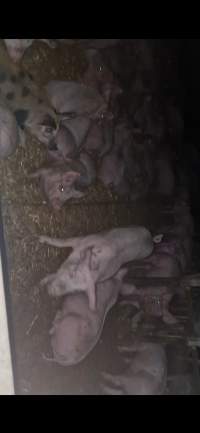 Big free range pig operation, south west of those sheds there's roughly 30 open pens with about 10 in each pen with cull marked on them.
In the sheds sizes went from large to small on the left row south to north, between 10-100 in each shed, most of them were about 50+.
Seemed a similar set up on the right row. 
Didn't see the mothers & babies in farrowing crates but they're there somewhere surely, maybe one of the sheds on the right row. - Captured at Unknown grower piggery, Inverleigh VIC Australia.