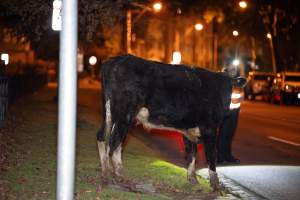 Cow wtih broken leg on Alexandra Ave, after escaping from crashed truck - At around 8:30pm on Tuesday 23 July 2024, a truck carrying dairy cows and calves crashed into the Cremorne Railway Bridge over Alexandra Avenue, South Yarra.
The top sections of the truck were completely crushed, with many cows suffering excruciating injuries including broken legs and necks. Others jumped from the top of the truck and attempted to run, with some sighted running down major roads. - Captured at VIC.