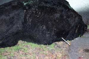Sedated cow wtih broken leg on Alexandra Ave, after escaping from crashed truck - At around 8:30pm on Tuesday 23 July 2024, a truck carrying dairy cows and calves crashed into the Cremorne Railway Bridge over Alexandra Avenue, South Yarra.
The top sections of the truck were completely crushed, with many cows suffering excruciating injuries including broken legs and necks. Others jumped from the top of the truck and attempted to run, with some sighted running down major roads. - Captured at VIC.