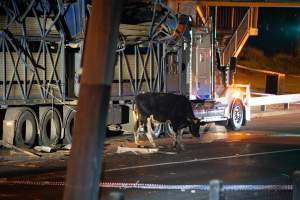 Cow roped to crashed truck after escaping - At around 8:30pm on Tuesday 23 July 2024, a truck carrying dairy cows and calves crashed into the Cremorne Railway Bridge over Alexandra Avenue, South Yarra.
The top sections of the truck were completely crushed, with many cows suffering excruciating injuries including broken legs and necks. Others jumped from the top of the truck and attempted to run, with some sighted running down major roads. - Captured at VIC.