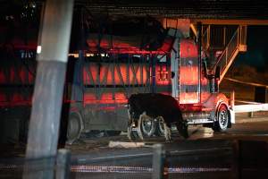 Cow roped to crashed truck after escaping - At around 8:30pm on Tuesday 23 July 2024, a truck carrying dairy cows and calves crashed into the Cremorne Railway Bridge over Alexandra Avenue, South Yarra.
The top sections of the truck were completely crushed, with many cows suffering excruciating injuries including broken legs and necks. Others jumped from the top of the truck and attempted to run, with some sighted running down major roads. - Captured at VIC.