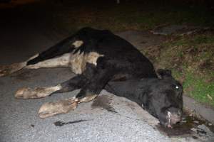 Cow with broken leg euthanised on Alexandra Ave, after escaping from crashed truck - At around 8:30pm on Tuesday 23 July 2024, a truck carrying dairy cows and calves crashed into the Cremorne Railway Bridge over Alexandra Avenue, South Yarra.
The top sections of the truck were completely crushed, with many cows suffering excruciating injuries including broken legs and necks. Others jumped from the top of the truck and attempted to run, with some sighted running down major roads. - Captured at VIC.