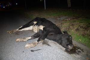 Cow with broken leg euthanised on Alexandra Ave, after escaping from crashed truck - At around 8:30pm on Tuesday 23 July 2024, a truck carrying dairy cows and calves crashed into the Cremorne Railway Bridge over Alexandra Avenue, South Yarra.
The top sections of the truck were completely crushed, with many cows suffering excruciating injuries including broken legs and necks. Others jumped from the top of the truck and attempted to run, with some sighted running down major roads. - Captured at VIC.