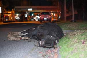 Cow with broken leg euthanised on Alexandra Ave, after escaping from crashed truck - At around 8:30pm on Tuesday 23 July 2024, a truck carrying dairy cows and calves crashed into the Cremorne Railway Bridge over Alexandra Avenue, South Yarra.
The top sections of the truck were completely crushed, with many cows suffering excruciating injuries including broken legs and necks. Others jumped from the top of the truck and attempted to run, with some sighted running down major roads. - Captured at VIC.