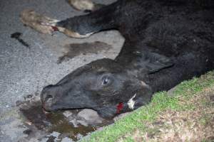 Cow with broken leg euthanised on Alexandra Ave, after escaping from crashed truck - At around 8:30pm on Tuesday 23 July 2024, a truck carrying dairy cows and calves crashed into the Cremorne Railway Bridge over Alexandra Avenue, South Yarra.
The top sections of the truck were completely crushed, with many cows suffering excruciating injuries including broken legs and necks. Others jumped from the top of the truck and attempted to run, with some sighted running down major roads. - Captured at VIC.