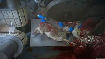 Sheep struggling on sticking table - Captured at MD Foods Australia, Echuca VIC Australia.