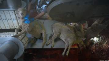 Sheep jumps from stunning restraint - A sheep jumps from the stunning restraint onto the kill table. - Captured at MD Foods Australia, Echuca VIC Australia.