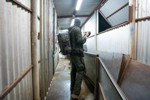 Investigator Films Inside Slaughterhouse - Captured at MD Foods Australia, Echuca VIC Australia.