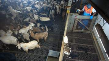 Newborn goat brought to holding pen - Hidden cameras captured a mother goat giving birth to a baby in the stunning restraint. Moments after they were born, the mother is killed and the baby taken to a small holding pen. Nine hours after their birth, the baby goat is killed with a bolt gun. - Captured at Cedar Meats, Brooklyn VIC Australia.