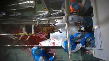 Bloody bobby calf struggling in blood drain - A 2024 investigation showed the slaughter of bobby calves - male dairy calves sold to the slaughterhouse at just five days old because they will never produce milk.
Calves are seen struggling as an electric stunning device is forced into their skull before they are tipped out onto a blood splattered table where their throats are slit. Several calves are seen showing clear signs of consciousness, including blinking and looking around, even as they are hung upside down and moved further into the facility. Our footage shows that calves will continue to struggle on the shackle line, with some shaking free and falling into the blood-filled drain below. Distressingly, some calves survived both the throat cutting and the fall, leading to them continuing to thrash and struggle as they slowly drowned in the blood of those who continued to be killed above them - Captured at Cedar Meats, Brooklyn VIC Australia.
