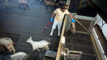 Worker carrying a baby goat to the kill pen - Each day, workers will collect newborn goats (kids) and lambs, and deposit them in a small pen.
Lambs and kids are killed using a handheld bolt gun which shoots a retracting bolt into their brain. Used as a method of ‘stunning’ for larger animals, captive bolt guns are known for being unreliable in their ability to render an animal unconscious and insensible to pain. Yet, it is still legal in Victoria to use these devices as a method of slaughter for newborn animals.
Our footage shows baby goats continuing to struggle, sit up, cry out and attempt to stand for over 6 hours after they have been shot by a captive bolt gun. One of these kids struggles throughout the night and is ultimately shot again by a worker the following morning, but only after another newborn has been added to the pen. Another kid is seen sitting up and calling out less than 10 minutes after they have been shot. They attempt to stand and continue to cry throughout the night before a worker picks them up and carries them away in the early hours of the following morning. - Captured at Cedar Meats, Brooklyn VIC Australia.