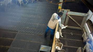 Worker carrying a lamb to the kill pen - Each day, workers will collect newborn goats (kids) and lambs, and deposit them in a small pen.
Lambs and kids are killed using a handheld bolt gun which shoots a retracting bolt into their brain. Used as a method of ‘stunning’ for larger animals, captive bolt guns are known for being unreliable in their ability to render an animal unconscious and insensible to pain. Yet, it is still legal in Victoria to use these devices as a method of slaughter for newborn animals.
Our footage shows baby goats continuing to struggle, sit up, cry out and attempt to stand for over 6 hours after they have been shot by a captive bolt gun. One of these kids struggles throughout the night and is ultimately shot again by a worker the following morning, but only after another newborn has been added to the pen. Another kid is seen sitting up and calling out less than 10 minutes after they have been shot. They attempt to stand and continue to cry throughout the night before a worker picks them up and carries them away in the early hours of the following morning. - Captured at Cedar Meats, Brooklyn VIC Australia.