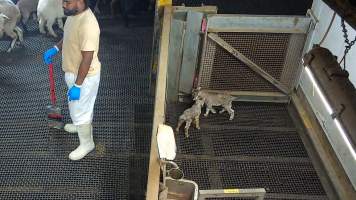 Two infant goats in kill pen. - Each day, workers will collect newborn goats (kids) and lambs, and deposit them in a small pen.
Lambs and kids are killed using a handheld bolt gun which shoots a retracting bolt into their brain. Used as a method of ‘stunning’ for larger animals, captive bolt guns are known for being unreliable in their ability to render an animal unconscious and insensible to pain. Yet, it is still legal in Victoria to use these devices as a method of slaughter for newborn animals.
Our footage shows baby goats continuing to struggle, sit up, cry out and attempt to stand for over 6 hours after they have been shot by a captive bolt gun. One of these kids struggles throughout the night and is ultimately shot again by a worker the following morning, but only after another newborn has been added to the pen. Another kid is seen sitting up and calling out less than 10 minutes after they have been shot. They attempt to stand and continue to cry throughout the night before a worker picks them up and carries them away in the early hours of the following morning.
- Captured at Cedar Meats, Brooklyn VIC Australia.
