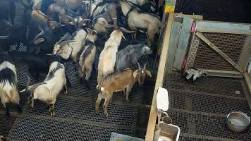 Baby goat crying out in kill pen - Each day, workers will collect newborn goats (kids) and lambs, and deposit them in a small pen.
Lambs and kids are killed using a handheld bolt gun which shoots a retracting bolt into their brain. Used as a method of ‘stunning’ for larger animals, captive bolt guns are known for being unreliable in their ability to render an animal unconscious and insensible to pain. Yet, it is still legal in Victoria to use these devices as a method of slaughter for newborn animals.
Our footage shows baby goats continuing to struggle, sit up, cry out and attempt to stand for over 6 hours after they have been shot by a captive bolt gun. One of these kids struggles throughout the night and is ultimately shot again by a worker the following morning, but only after another newborn has been added to the pen. Another kid is seen sitting up and calling out less than 10 minutes after they have been shot. They attempt to stand and continue to cry throughout the night before a worker picks them up and carries them away in the early hours of the following morning. - Captured at Cedar Meats, Brooklyn VIC Australia.