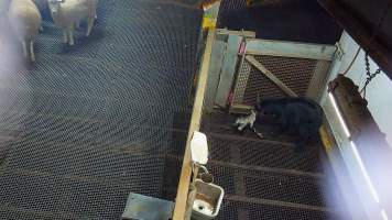 Baby and adult goat in kill pen - Each day, workers will collect newborn goats (kids) and lambs, and deposit them in a small pen.
Lambs and kids are killed using a handheld bolt gun which shoots a retracting bolt into their brain. Used as a method of ‘stunning’ for larger animals, captive bolt guns are known for being unreliable in their ability to render an animal unconscious and insensible to pain. Yet, it is still legal in Victoria to use these devices as a method of slaughter for newborn animals.
Our footage shows baby goats continuing to struggle, sit up, cry out and attempt to stand for over 6 hours after they have been shot by a captive bolt gun. One of these kids struggles throughout the night and is ultimately shot again by a worker the following morning, but only after another newborn has been added to the pen. Another kid is seen sitting up and calling out less than 10 minutes after they have been shot. They attempt to stand and continue to cry throughout the night before a worker picks them up and carries them away in the early hours of the following morning. - Captured at Cedar Meats, Brooklyn VIC Australia.