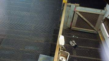 Baby goat attempts to sit after being shot with bolt gun - Each day, workers will collect newborn goats (kids) and lambs, and deposit them in a small pen.
Lambs and kids are killed using a handheld bolt gun which shoots a retracting bolt into their brain. Used as a method of ‘stunning’ for larger animals, captive bolt guns are known for being unreliable in their ability to render an animal unconscious and insensible to pain. Yet, it is still legal in Victoria to use these devices as a method of slaughter for newborn animals.
Our footage shows baby goats continuing to struggle, sit up, cry out and attempt to stand for over 6 hours after they have been shot by a captive bolt gun. One of these kids struggles throughout the night and is ultimately shot again by a worker the following morning, but only after another newborn has been added to the pen. Another kid is seen sitting up and calling out less than 10 minutes after they have been shot. They attempt to stand and continue to cry throughout the night before a worker picks them up and carries them away in the early hours of the following morning.
- Captured at Cedar Meats, Brooklyn VIC Australia.