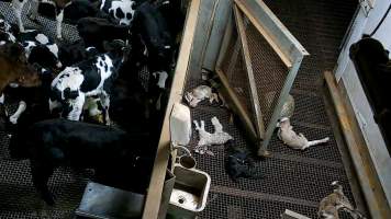 Baby goat struggles after being shot with bolt gun - Each day, workers will collect newborn goats (kids) and lambs, and deposit them in a small pen.
Lambs and kids are killed using a handheld bolt gun which shoots a retracting bolt into their brain. Used as a method of ‘stunning’ for larger animals, captive bolt guns are known for being unreliable in their ability to render an animal unconscious and insensible to pain. Yet, it is still legal in Victoria to use these devices as a method of slaughter for newborn animals.
Our footage shows baby goats continuing to struggle, sit up, cry out and attempt to stand for over 6 hours after they have been shot by a captive bolt gun. One of these kids struggles throughout the night and is ultimately shot again by a worker the following morning, but only after another newborn has been added to the pen. Another kid is seen sitting up and calling out less than 10 minutes after they have been shot. They attempt to stand and continue to cry throughout the night before a worker picks them up and carries them away in the early hours of the following morning.
- Captured at Cedar Meats, Brooklyn VIC Australia.